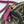 Fendi Forever Bauletto Boston Bag Tobacco Zucca Print With Magenta Leather Trim